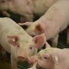Die Schweinezucht und -mast ist derzeit ein Thema in der Region.