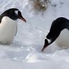 Im Schnee wirken sie fast noch possierlicher als ohnehin schon: Pinguine in der Yorke Bay.