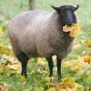 Schmallenberg-Virus auf dem Vormarsch: Das für Rinder und Schafe gefährliche Schmallenberg-Virus ist mittlerweile bereits in fünf Bundesländern nachgewiesen worden.