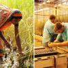 Gegensätze: Eine Bäuerin in Indien und Labormitarbeiter von Bayer CropScience.