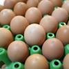 Unbekannte haben in Lengenfeld eine größere Anzahl Eier gestohlen.
