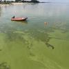 Kein schöner Anblick: Grünalgen treiben im Wasser am Strand von Lubmin. Doch für die klimaneutrale Herstellung von Carbonfasern wären die Algen brauchbar.