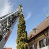 Eine Katze kletterte auf den wohl höchsten Baum ihres Lebens: Minka erlebte heute ein Abenteuer in Augsburg. Feuerwehrleute retteten sie von ihrem Höhenflug.