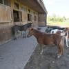 Pferde, Esel und zahlreiche andere Tiere haben auf der Little Hope Ranch bei Blankenburg eine neue Heimat gefunden.
