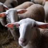 Das Schmallenberg-Virus breitet sich in Deutschland aus: In Schleswig-Holstein sind zwei Schafe erkrankt. 