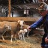 In einer umgebauten Gerätehalle hält der Laugnaer Landwirt Xaver Hurler rund 20 Schafe. Doch seit Jahren verschwinden immer wieder Lämmer.