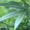 Ist Cannabis in Bayern bald in kleinen Mengen legal? Die CSU hat etwas dagegen.