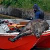 Für dieses Wildschwein endete der Ausflug in die Stadt tödlich. Das Tier war vor ein paar Jahren im Stadtteil Herrenbach in einen Kanal gestürzt. 
