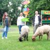 Ruth Knöpfle (von links), Franziska Ablaß und Johanna Paule sowie die beiden Schafe Anton und Foxi freuen sich, wenn nach den Pfingstferien wieder mehr Leben auf dem Abenteuerspielplatz in der Hammerschmiede einkehrt. 