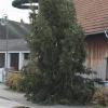 Der erste Christbaum bei der Linde in Todtenweis entsprach nicht dem Geschmack des Gemeinderates.  