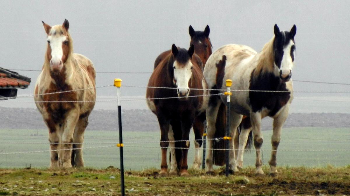 15-Pferde-b-xen-in-Waldstetten-von-Weide-aus-Polizei-warnt