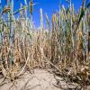 Trockenheit führt zu Ernteverlusten, Starkregen trägt Ackerboden ab – der Klimawandel ist längst sichtbar.  (Symbolbild)