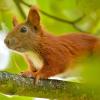 Eichhörnchen sind beliebt - aber ihre Zahl geht zurück. Der Bund Naturschutz hat daher auch im Kreis Aichach-Friedberg eine Zählaktion gestartet. 