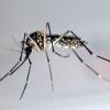 Der Moskito «Aedes aegypti» oder auch «Stegomyia aegypti» überträgt das Zika-Virus. 