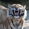 Der Tiger «Altai» hat eine Tierpflegerin angefallen und tödlich verletzt. Foto: Klaus Hüttis dpa