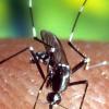 Rennertshofen ergreift Maßnahmen gegen die Stechmücken, die im Sommer die Donauanlieger plagen. 