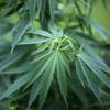 Illegale Droge oder schmerzlindernde Arznei? Cannabis wird teils verteufelt, teils zum Wundermittel gekürt.
