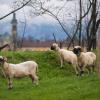 Schafe stehen auf einer Weide in Oberaudorf im Landkreis Rosenheim.