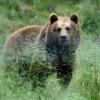 In Italien hat ein Bär einen Jogger angegriffen und getötet.