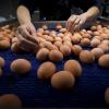 Die Firma Eifrisch hat einen Rückruf für womöglich von Salmonellen belastete Eier gestartet. Die Freiland-Eier wurden bei Penny, Rewe und Aldi Nord verkauft.