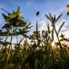 Eine Hummel fliegt über eine Wiese in Frankfurt am Main. Forscher beobachten einen starken Rückgang der Insektenzahlen.