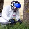 Wochenlang war der Parkplatz bei Wörleschwang komplett gesperrt, weil die Bäume von Eichenprozessionsspinnern befallen waren. Gestern beseitigte die Firma Mayer die Tiere.