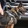 Bei der Suche nach einem 83-Jährigen in Pfaffenhofen kamen auch Polizeihunde zum Einsatz.