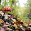 Bie Herdecke in Nordrhein-Westfalen wächst ein Fliegenpilz zwischen feuchtem Herbstlaub.