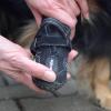 Hundebesitzer müssen sich ob des vielen Streusalzes auf den Straßen und Gehwegen auch mit Schuhen für ihre Vierbeiner behelfen. 