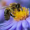 "Bienen und Bauern retten" – so lautet der Titel einer europäischen Bürgerinitiative.