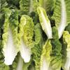 Rattengift in Romana-Salat: Behörden warnen vor dem Verzehr belasteten Salats.