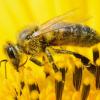 Zwei neue Studien belegen die schädliche Wirkung von Neonicotinoiden. In Deutschland ist die Gesundheit der Bienen wohl besser als bei unseren Nachbarn.