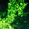 Schmallenberg-Virus sichtbar gemacht: Von dem gefährlichen Virus gibt es erstmals hochaufgelöste Bilder.