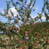 Eine große Apfelernte konnte der 70-jährige Binswanger Richard Mayr einbringen. Seine Bäume stehen am Waldrand, geschützt von einer hohen Hecke. 