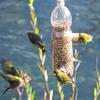 Futterflaschen sind hygienischer als Vogelhäuschen. 	