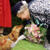Queen Elisabeth II. besitzt Hunde der Rasse Welsh Corgi Pembroke.