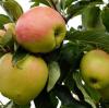 Dieses Jahr ist ein Rekordjahr für die europäische Apfelernte - ausgerechnet dann, wenn Russland das europäische Obst boykottiert. "Iss Äpfel gegen Putin" heißt es darum in Polen.