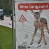 Gleich vier Wildunfälle haben sich am Sonntag auf Straßen im Landkreis Dillingen ereignet.  	