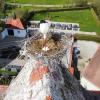 Blick ins Nest auf dem Staudheimer Kirchturm.