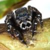 Forscher der Universität Hamburg haben eine in Australien lebende Spinnenart nach dem Modeschöpfer Karl Lagerfeld benannt. 