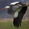 Im Landkreis Günzburg ist der Storch wieder heimisch. In diesem Jahr gibt es in etwa 44 bekannte Hostpaare im Landkreis Günzburg. 