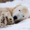 Der drei Jahre alte Eisbär Knut liegt in seinem winterlichen Gehege im Berliner Zoo. (Archivfoto vom 30.12.2009). dpa