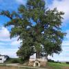 Eine markante Stelle mit einem markanten Baum, einer riesigen Pappel, findet man nördlich von Aindling auf einer Anhöhe beim sogenannten Bußberg.