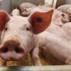 Schweinefleisch ist beliebt bei deutschen Verbrauchern. Doch wie sieht es mit der Tierhaltung aus?