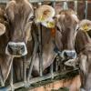 Wichtige Abnehmerländer wie Italien und Spanien importieren derzeit kaum noch Milch aus Bayern. Auch für Kälber und Schlachtvieh könnten die Preise fallen, fürchtet der Bauernverband. 	