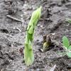 Grüner Spargel lässt sich bis Anfang/Mitte Juni ernten. Hobbygärtnerinnen und -gärtner können ihn auch im eigenen Garten anpflanzen. 