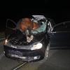 Ein Pferd ist bei einem Verkehrsunfall durch die Windschutzscheibe eines Autos gekracht und verendet. 