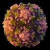 Die Illustration aus dem Jahr 2014 zeigt ein Poliovirus-Partikel. Lange galt Kinderlähmung in den USA als ausgerottet. Im Sommer 2022 aber infizierte sich ein junger Mann nördlich der Millionenmetropole New York mit dem Virus.