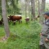 Landwirt Martin Augustin stellt seine Rinder für den Versuch im Stadtwald zur Verfügung.