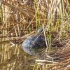 Diese Wasserschildkröte wurde durch einen Zufall im Augsburger Unisee entdeckt.